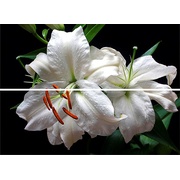 Декор Keraben Dream Calas, Lirio, Flor Blanco Decor (2 pz)
