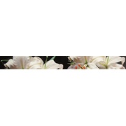 Бордюр Keraben Dream Calas, Lirio, Flor Blanco Cenefa 1