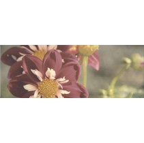 Kerama Marazzi Ньюпорт STG\A387\15050