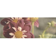 Декор Kerama Marazzi Ньюпорт STG\A387\15050