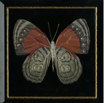 Monopole Ceramica Farfalla Arancione Negro