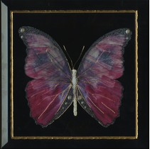 Monopole Ceramica Farfalla Rosa Negro