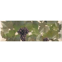 Monopole Ceramica Tempranillo Blanco Decor Crema-1