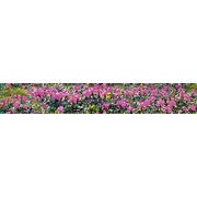 Бордюр Муза-Керамика Alps Alps B300D246