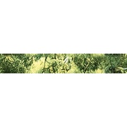 Бордюр Муза-Керамика Waterfall mountains Waterfall mountains B300D259