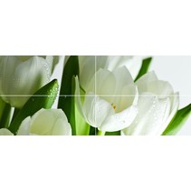 Polcolorit Arco Verde Tulipan