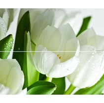 Polcolorit Arco Verde Tulipan