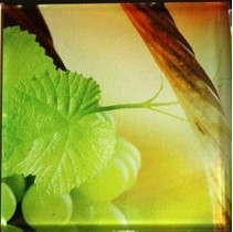 Profilab Vineyard 1