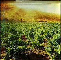 Profilab Vineyard 3