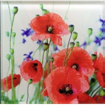 Profilab Wildflowers 3