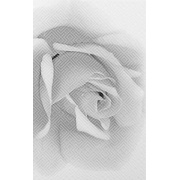 Декор Шахтинская плитка Камелия Камелия черн 02 Декор 25x40