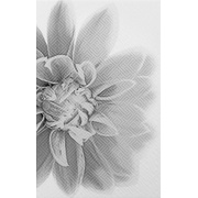 Декор Шахтинская плитка Камелия Камелия черн 03 Декор 25x40
