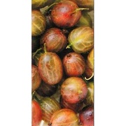 Декор Victoria Ceramica Fruit Berry (крыжовник)