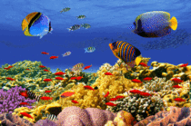 3D плитка Настенное 3D панно Красное море