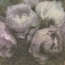 A.S. Creation Natural Motifs 79268-1 Цветы Виниловые обои 1005x106 см, цвет: разноцветный, Германия - фото 1