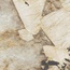 Atlas Concorde Italy Marvel Gala AFXM Desert Soul Lappato Керамогранит 120x120 см, Италия, под камень  - фото 7