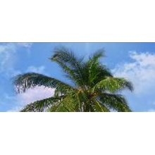 Cersanit Relax RX2G133D\A Верх Пальма Вставка 20x44 см, Польша - фото 1 - фото 1