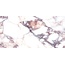 Laparet Calacatta LP6012B0160R Виола Глянцевая Обрезная Настенная плитка 59,5x119,1 см, Индия, под мрамор - фото 6