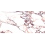 Laparet Calacatta LP6012B0160R Виола Глянцевая Обрезная Настенная плитка 59,5x119,1 см, Индия, под мрамор - фото 1