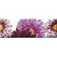 Absolut Keramika Aure Flowers Decor FLowers 02 Декор 15x45 см, Испания, под обои  - фото 1