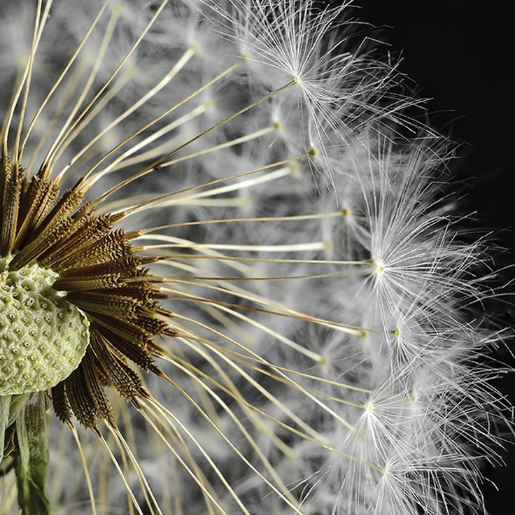 Артвалентто Taraxacum Taraxacum 3 Декор 10х10 Настенная плитка 10x10 см, Россия - фото 1