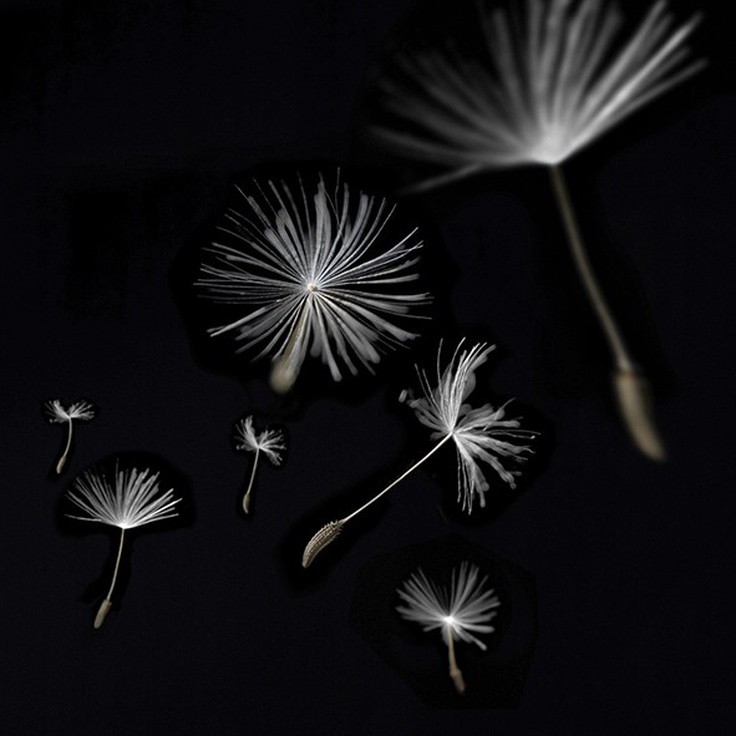 Артвалентто Taraxacum Taraxacum 2 Декор 10х10 Настенная плитка 10x10 см, Россия - фото 1