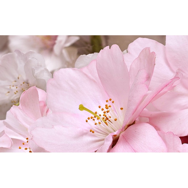 Belleza Букет Розовый 09-01-41-662 Декор 25x40 см, Индия, под обои  - фото 1