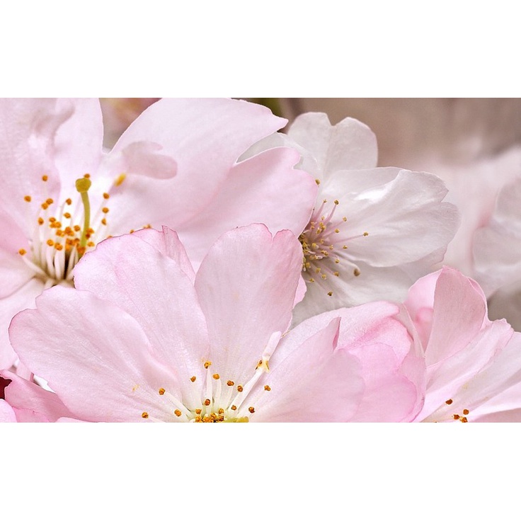 Belleza Букет Розовый 09-01-41-663 Декор 25x40 см, Индия, под обои  - фото 1