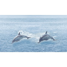 Ceradim Ocean Decor Декор 25x45 см, Индия - фото 1 - фото 1