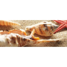 Керамин Сиерра Тип 2 ракушки Декор 20x50 см, Беларусь - фото 1 - фото 1