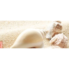 Керамин Сиерра Тип 3  ракушки Декор 20x50 см, Беларусь - фото 1 - фото 1