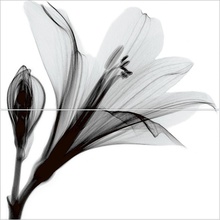 Alma ceramica Эста ПН9ЭС1 / PWU09EST1 из 2 плиток Панно 49,8x50 см, Россия, под обои  - фото 1 - фото 1